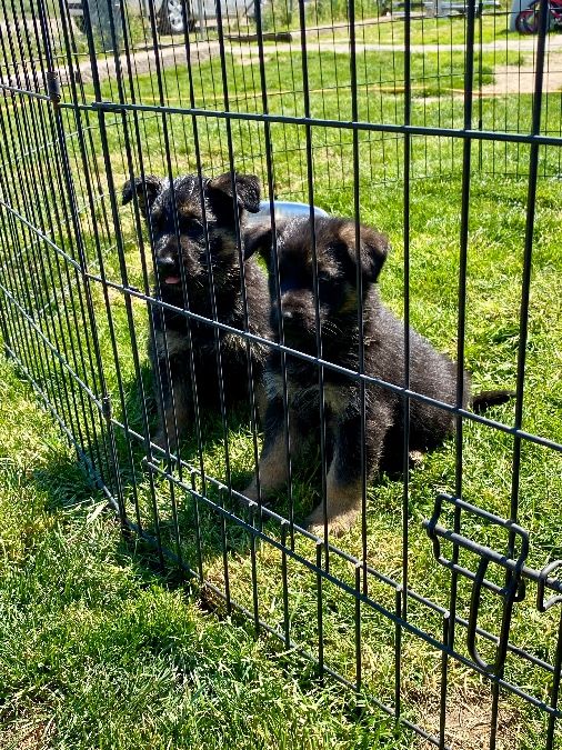 AKC German Shepherd Puppies!