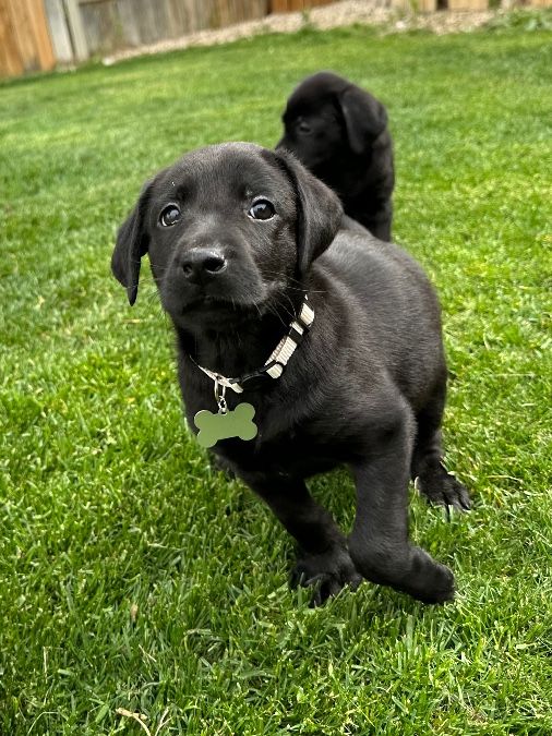 Black Lab puppy READY FOR NEW HOME