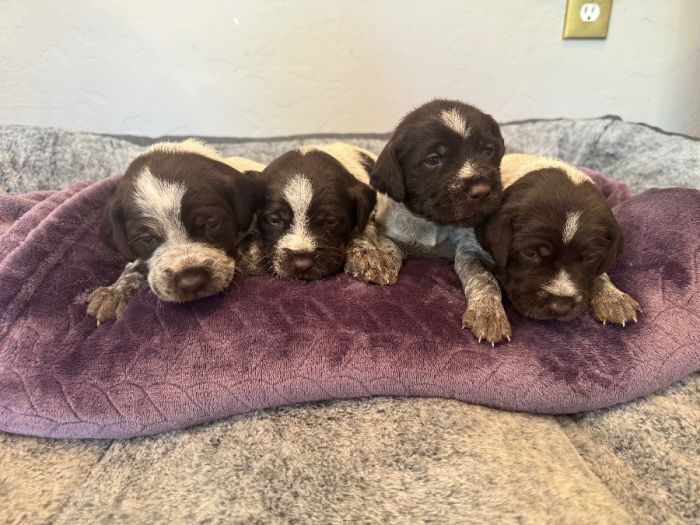 Wirehaired Pointing Griffon Puppies 