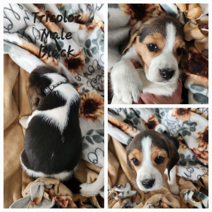 UKC Registered Beagle Pups