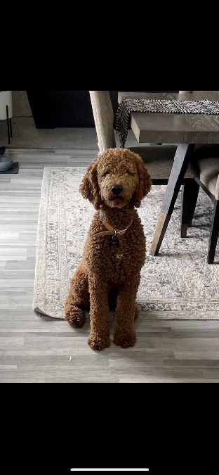 Golden doodle one year old 