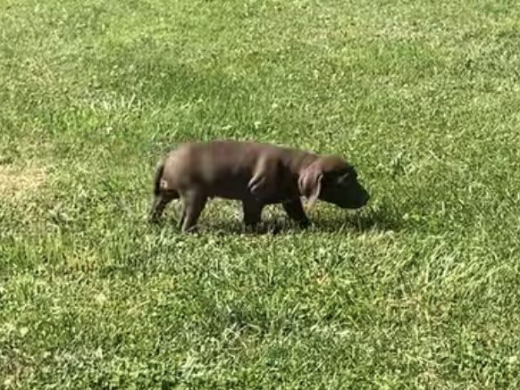 Hershey