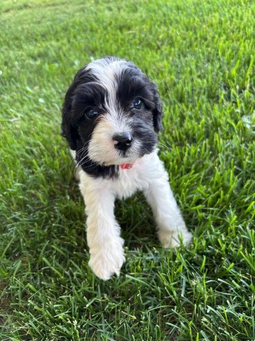 Springerdoodles Sproodles 