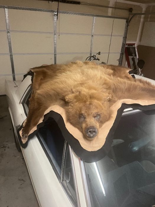 Bear Rug