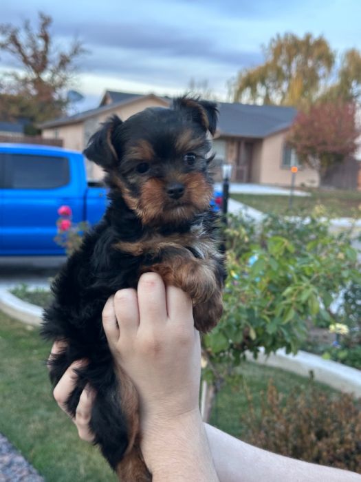 Female Yorkie puppy