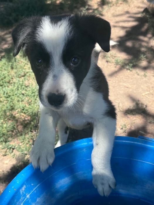 Border Collie pup