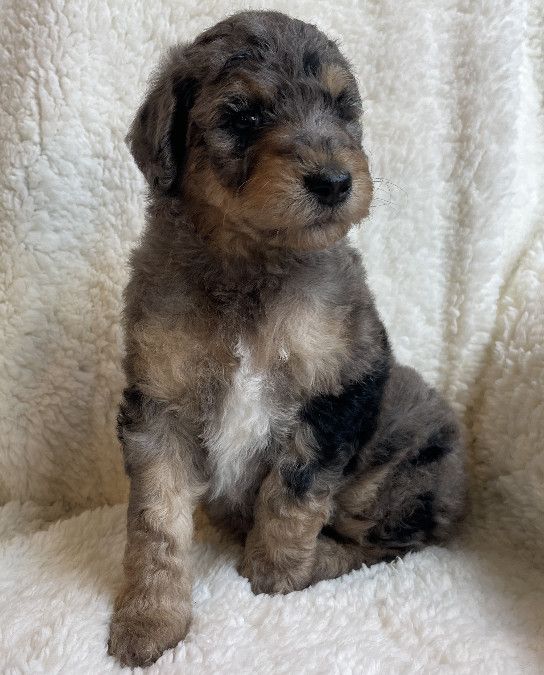 Lady - $2,000