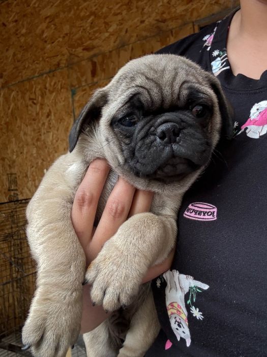 Pug puppy