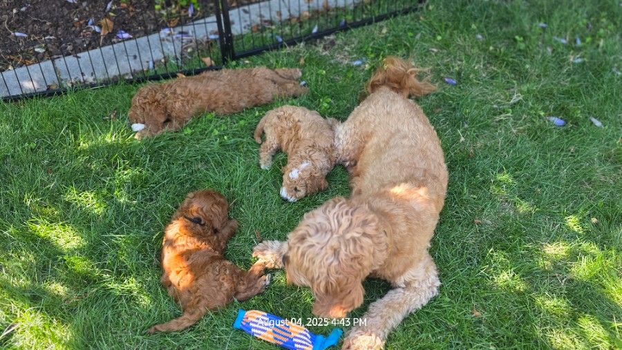 Mom- Ellie,  35# mini goldendoodle F1