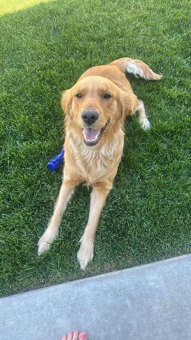 Golden Retriever Female