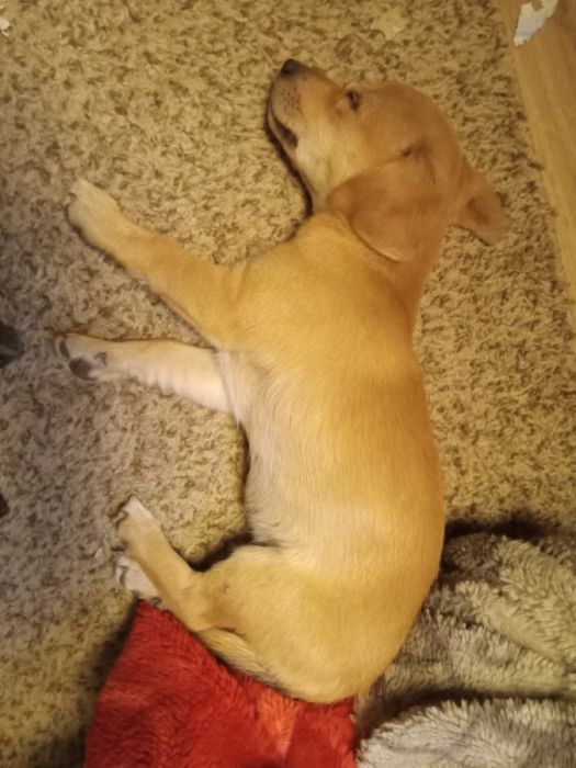 Jack Russell and Chweenie puppies