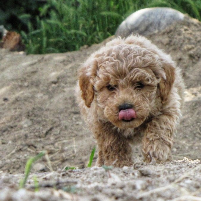 Mini Goldendoodles 