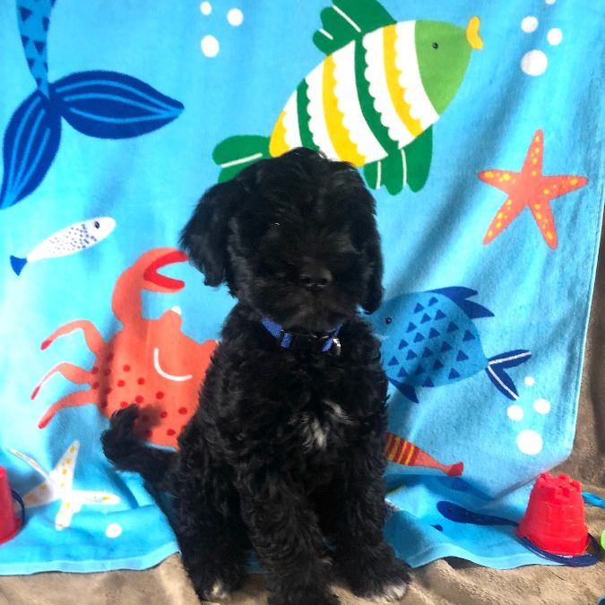 Mini Golden Labradoodle 