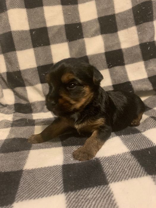 Boy