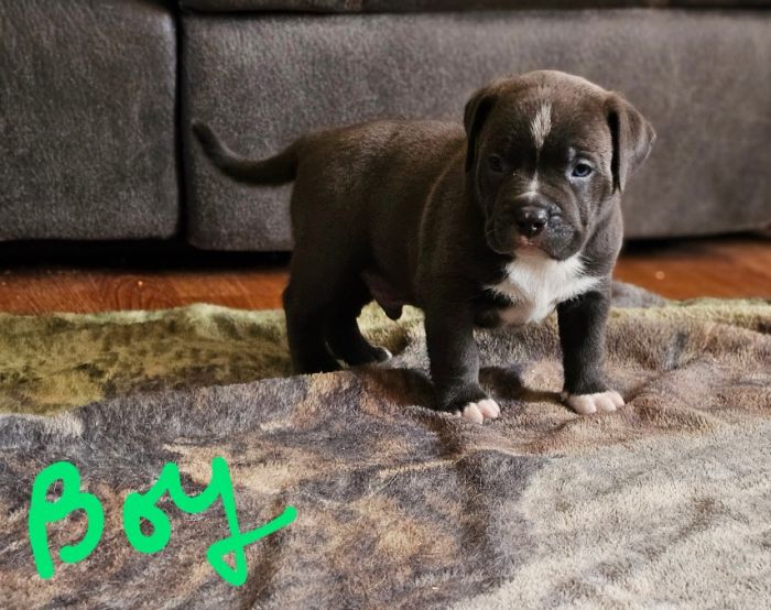 ABKC American Bullies 