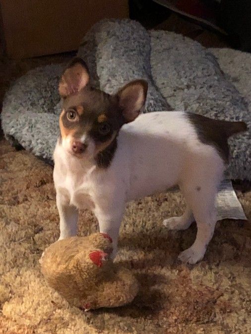Registered Rat Terrier puppies 