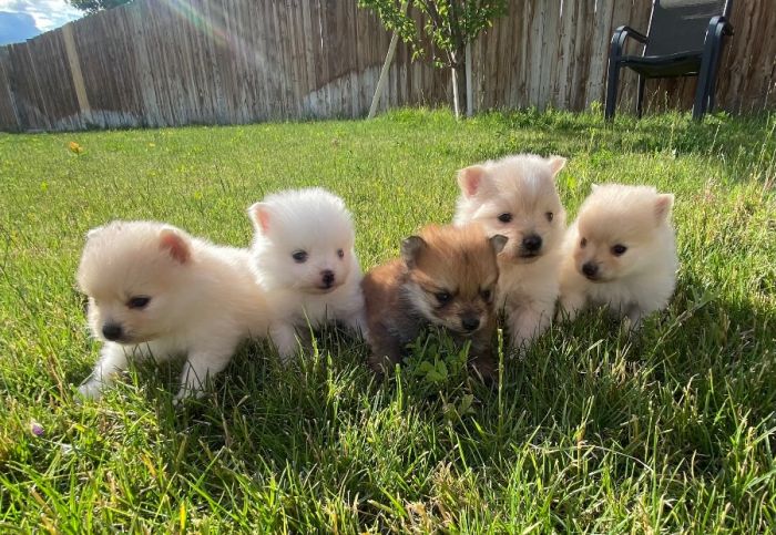 Pomeranian puppies