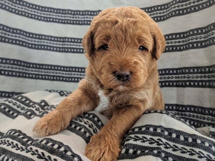 Adorable F1B Mini Labradoodle Puppies