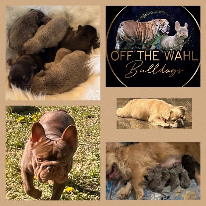 Litter born 5/10/25