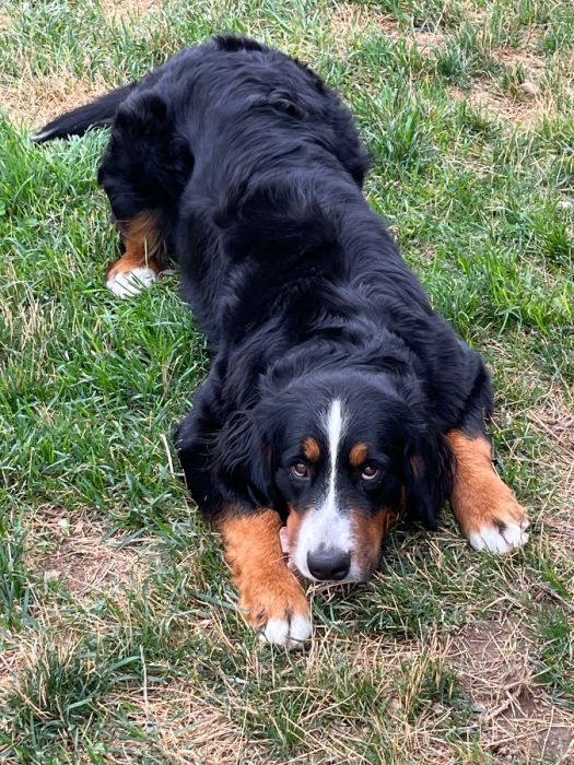 Bernese Mountain Dog