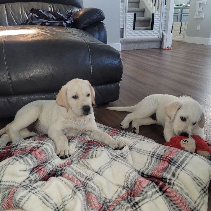 AKC Yellow English Labradors 