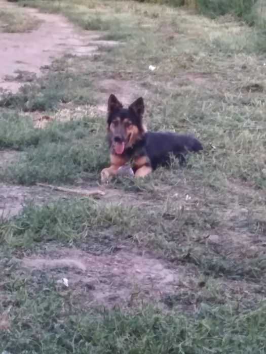 German Shepard/Plott Hound puppies