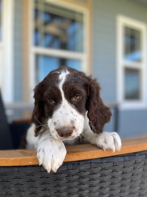 Akc springer spaniel puppies