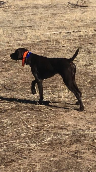 Meet Goose – Proven German Shorthaired Pointer 