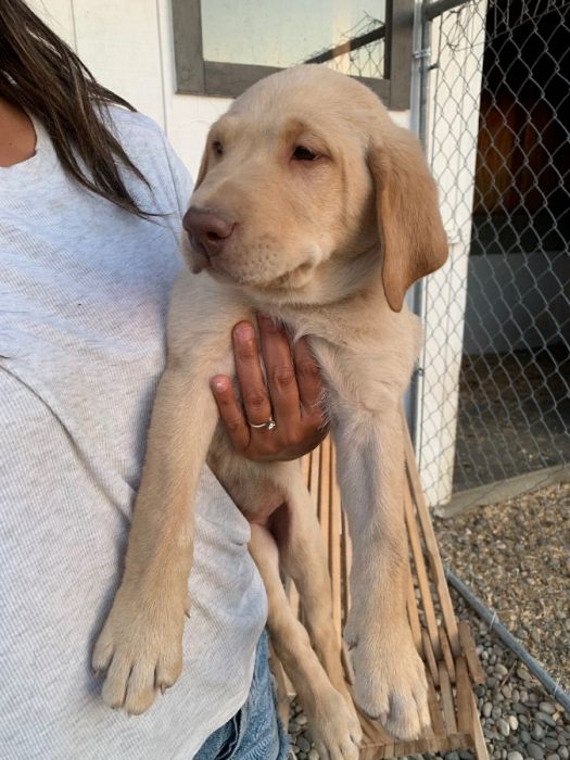 AKC Yellow Labs