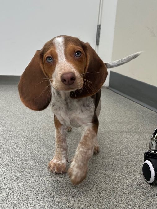 Beagle puppies ready for homes hunting lines 