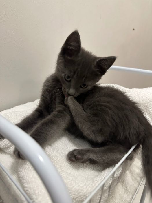Kittens 