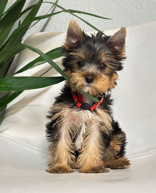 Akc Yorkie puppies