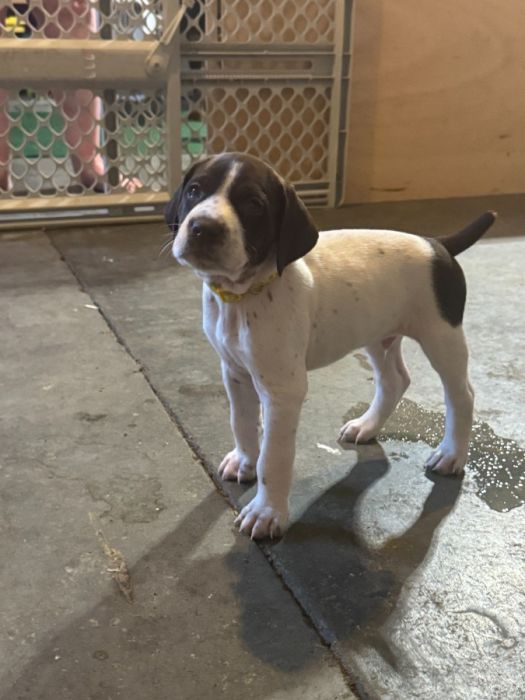 GERMAN SHORTHARD POINTER