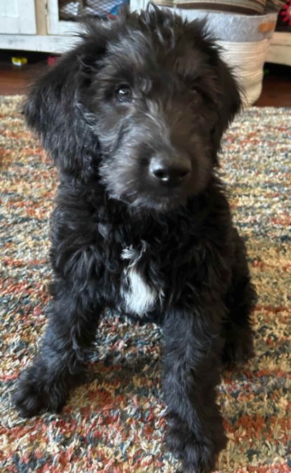 Labradoodle Puppies