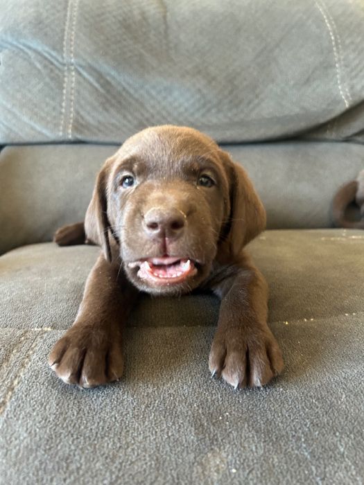 AKC REGISTERED CHOCOLATE LABS!