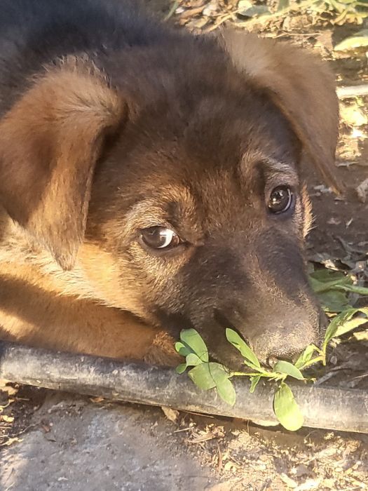 Female German Shepherd Puppies – 8 Weeks Old 