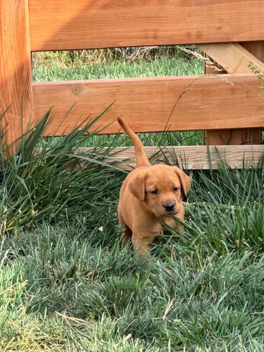 Fox Red labs