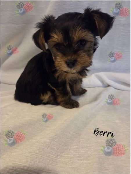 Berri (Already has a forever home), affectionately known as "The Hot Mess"