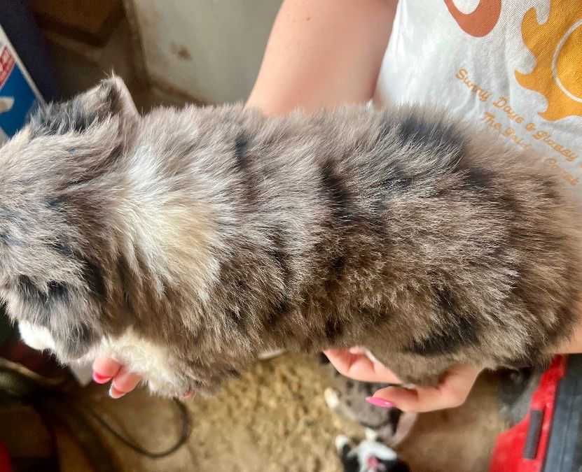 Blue eyed blue Merle male 
