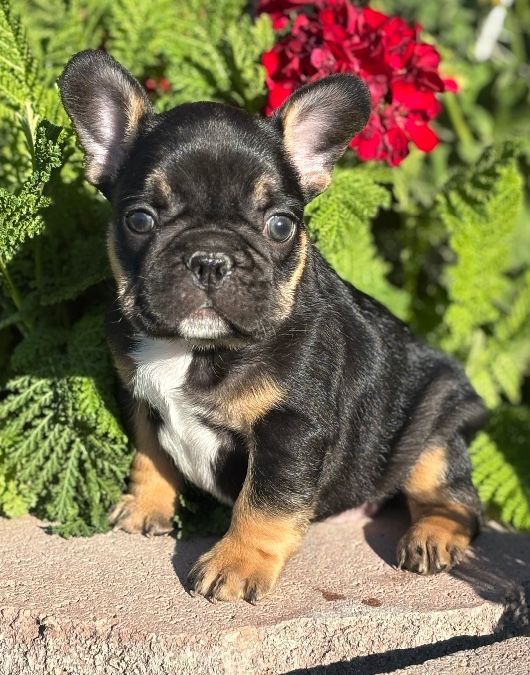 French Bulldogs
