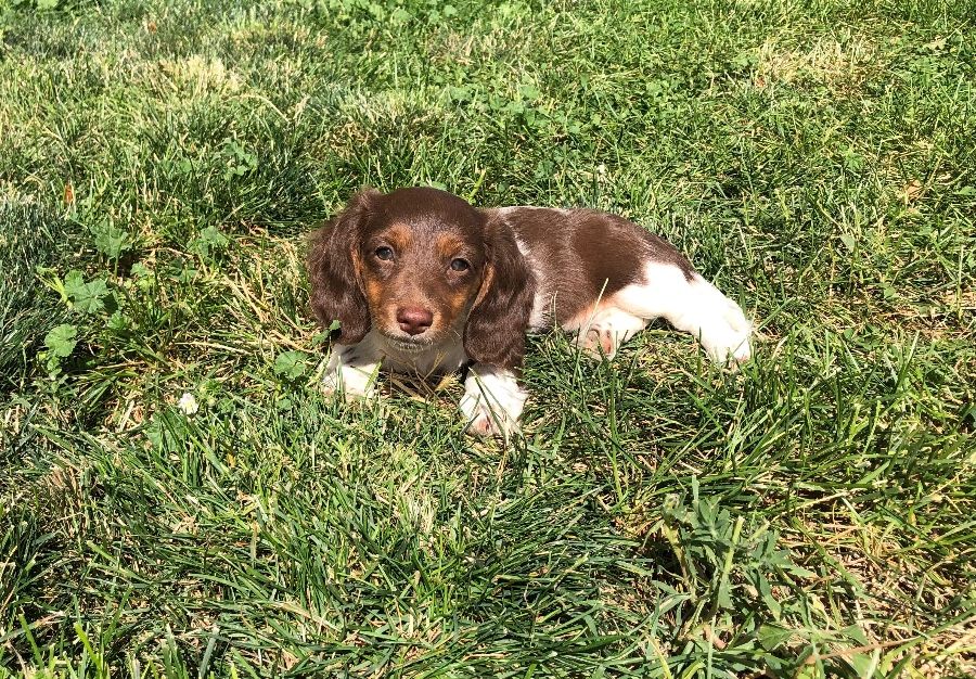 Longhair Chocholate & Tan Piebald Female 