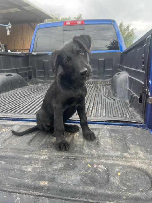 German shepherd/ golden doodle puppy