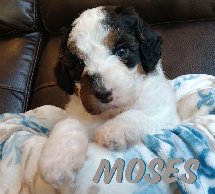 Moses