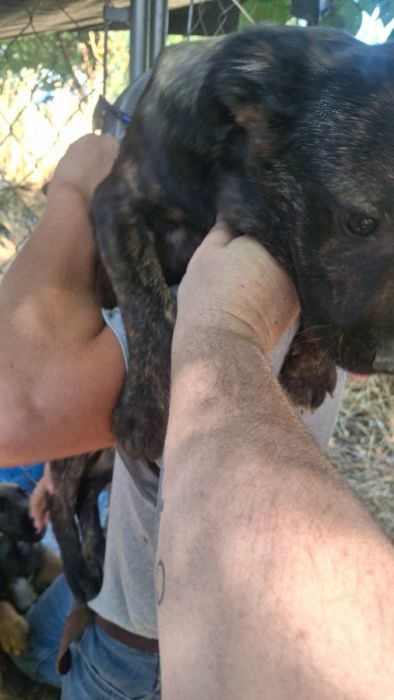 German Shepard/Plott Hound puppies