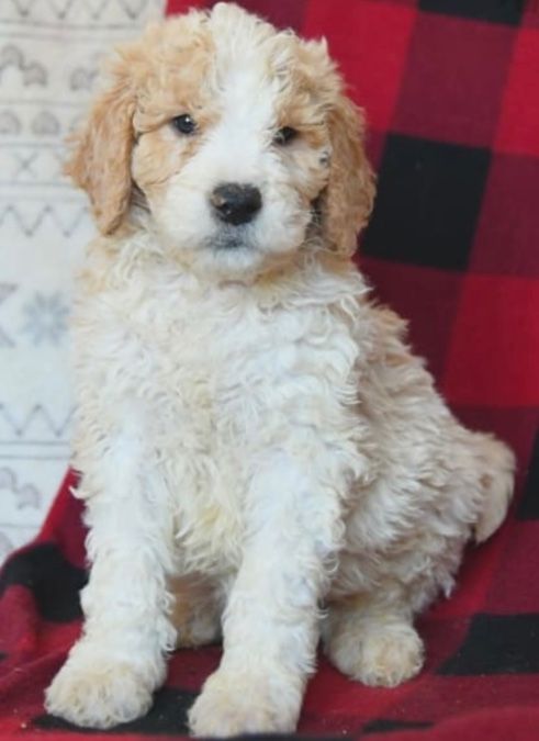 AKC Standard Poodle