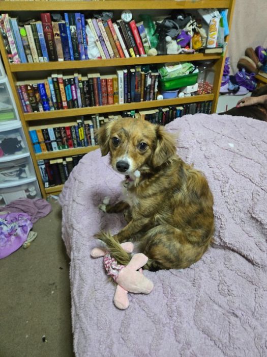 Puppy 