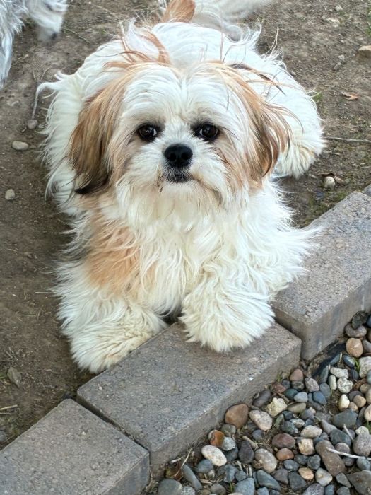 Maltese/ shihtzu male puppy