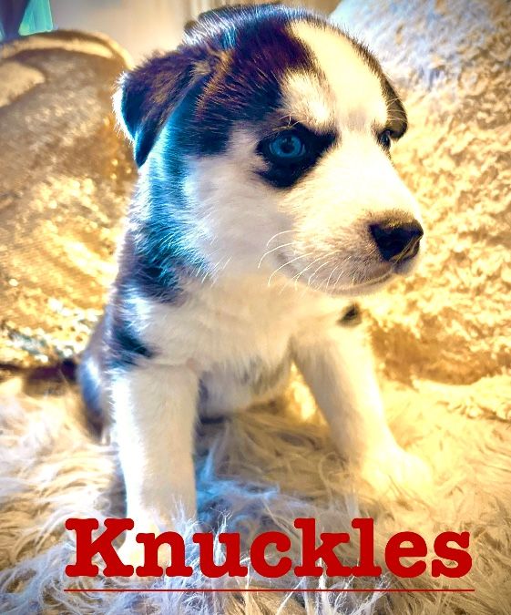 Siberian Husky Puppies for sale