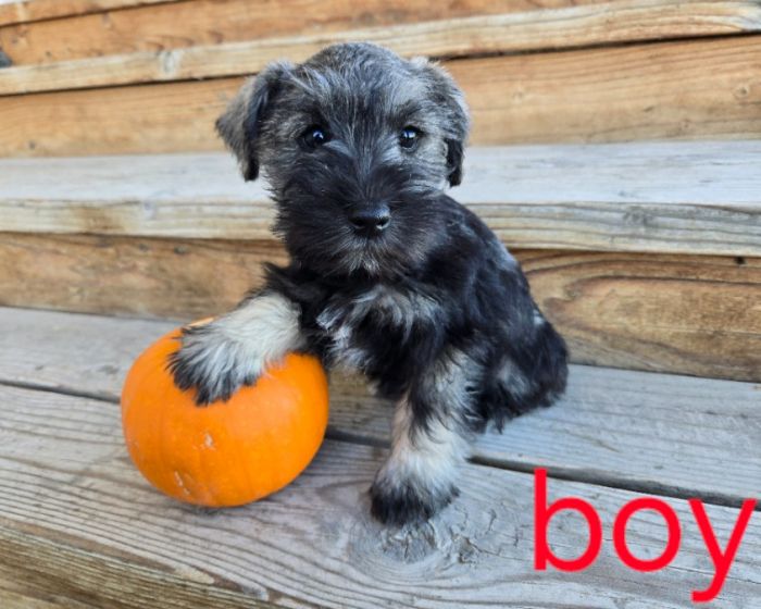 AKC Miniature Schnauzer