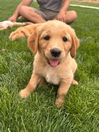 Golden Retriever Puppies
